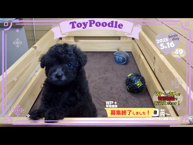 動画