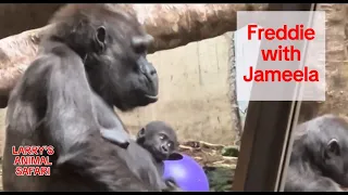 Download Baby Gorilla Update - Jameela/Kunda - April 21      #gorillas MP3