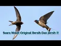 Download Lagu Masteran Walet Jernih‼️ Cocok Untuk Burung Durasi Anda!!!
