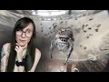 Chai s FOURTH egg sac and what to expect if your jumping spider lays eggs