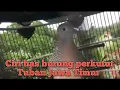 Download Lagu Suara . Has burung perkutut lokal alam TUBAN JAWA TIMUR