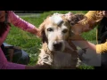 Download Lagu FoamCare Pet Shampoo – new from Vetericyn!