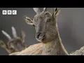 Download Lagu Markhor mountain goats battle on a cliff edge 😱 | Asia - BBC