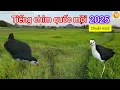 Download Lagu Tiếng chim quốc mồi 2025 - không tập âm