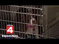 Surge of unclaimed lost pets leads to capacity challenges at Metro Detroit animal shelters
