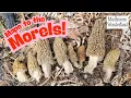 Download Lagu Maps to the Morels! Mushroom hunting with Modern Forager