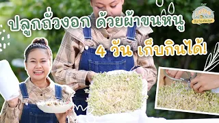 ปลูกถั่วงอกง่าย ๆ ด้วยผ้าขนหนู | Urban Gardening ปิ๊ง! ไอเดียปลูก