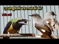 Download Lagu CUCAK CUNGKOK  VS MURAI AIR || JERITAN ROLL  BESET  TAJAM