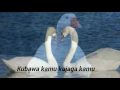 Download Lagu Arwana band-Angsa putih_lirik