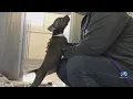 Norfolk Animal Care Center seeking foster homes for dogs ahead of the holidays
