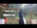 Download Lagu kacer gacor EMOSI ON penuh, DIJAMIN  Kacer LAIN BAKAL NYAUT IKUT GACOR