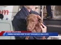 Animal rescuers work to save thousands of Maui s pets
