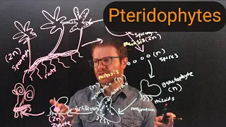 Pteridophytes: Ferns and Their Kin