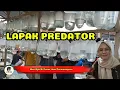 Download Lagu LAPAK IKAN PREDATOR MAS AJIS DI PASAR IKAN PURWONEGORO 