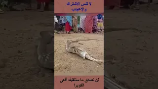 لن تصدق ما ستتقيأه أفعى الكوبرا Shortsvideo  لن تصدق ما ستتقيأه أفعى الكوبرا Shortsvideo