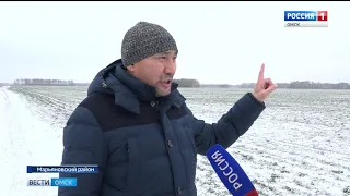 Озимые Омской области с трудом переживают капризы небесной канцелярии