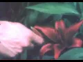 Download Lagu wavepool - blue moon (Official Video)