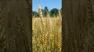 Wheat In The Wind Farmlife Youtubeshorts Wheat 