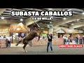 QUARTER HORSE AUCTION