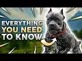 Cane Corso 101 Everything You Must Know About Owning a Cane Corso Puppy