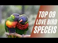 Download Lagu 9 Lovebird Species \u0026 Colors