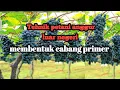 Download Lagu Tehnik luar negeri merawat anggur#panenanggur