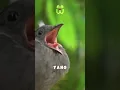 Lagu Suara Burung Ini Lebih Keras dari Alarm! 😱 #shorts