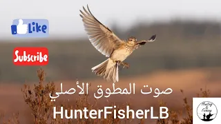 صوت المطوق للصيد مجر ب وفع ال Sound Of Eurasian Skylark 