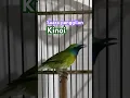 Download Lagu Pancingan kinoi agar bunyi #kinoigacor #kinoiisian #birdsong #shortsvideo #shorts #viralbird