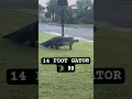 Massive Florida Gator Space Coast