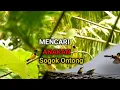 Download Lagu Mengamati Burung di Alam Liar | Mencari Anakan Burung Sogon