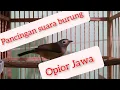 Download Lagu Pancingan Burung Opior Jawa atau Cak Gentong Agar Cepat Bunyi Seperti Burung ini