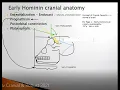 101 Unit IV Cranial Gracile v Robust 2021