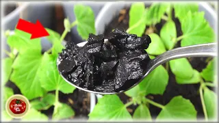 Download Everyone went crazy for this! It produces huge plants ! Charcoal black soil MP3