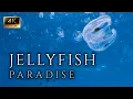 Jellyfish Paradise   11HR, 4K