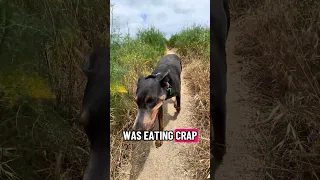 #fyp #pets #dream #doberman #vlog