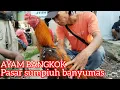 Download Lagu  BANYAK YG PENASARAN HARGA AYAM BANGKOK DI PASAR SUMPIUH BMS