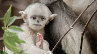 Mystery Monkeys of Shangri-La Terra Mater Studios Trailer