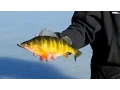 World-class Ice Fishing - Giant Idaho Perch