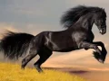 Download Lagu Rolling Stones Wild Horses