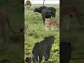 AKSI MACAN TUTUL..SELAMATKAN KERBAU DARI INCARAN SINGA#animals #videoshort #viralvideo