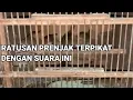 Download Lagu Suara Pikat Prenjak Paling Jitu Dan Anti Zonk Bisa Memancing Jenis Prenjak Apa Saja