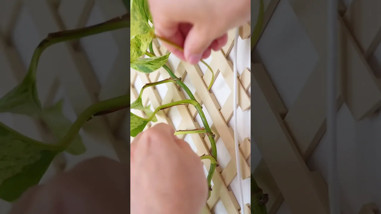 Botanical Bundle for Trellis video thumbnail
