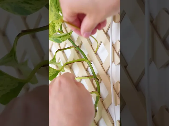 Botanical Bundle for Trellis video thumbnail