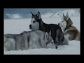 Download Lagu The more I learn about people the more I love dogs  \