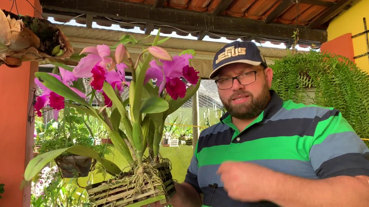 COMO REPLANTAR UMA TOUCEIRA DE ORQUÍDEA? E DICAS PARA PLANTAR NO VASO DE BARRO!!