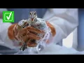 Yes rescue workers really use Dawn dish soap to clean animals after oil spills