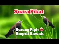 Download Lagu Suara Pikat Burung Pipit dan Emprit Sawah #kicaumania