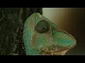 Baauer - Can I Say (Official Music Video)