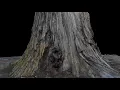 Photogrammetry Tree Stump
